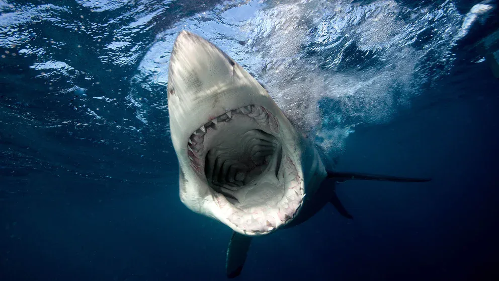 Un hombre de 39 años murió tras ser atacado por un tiburón en Maui, Hawái