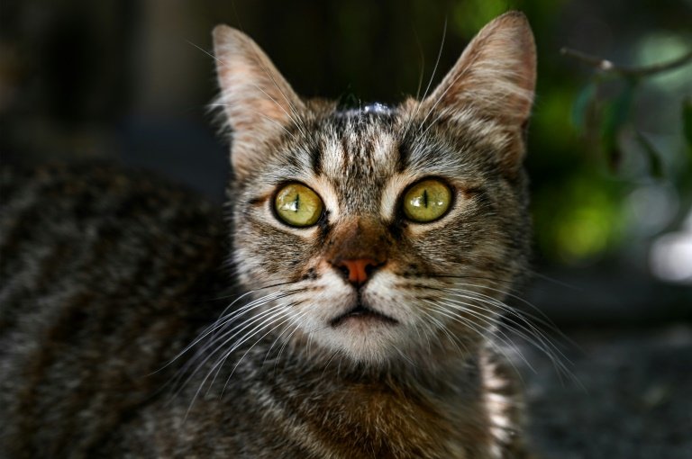 La Policía Española Investiga El Posible Envenenamiento De Casi 50 Gatos