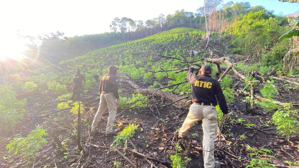MP erradica 10 manzanas con cultivos de marihuana en Olancho