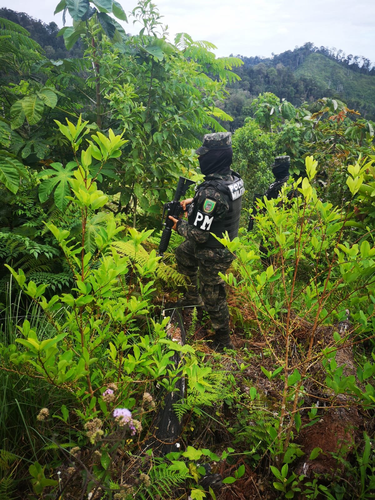PMOP realizaron el aseguramiento de más de 367 mil arbustos de hoja de coca cultivados en 76 manzanas en Patuca, Olancho