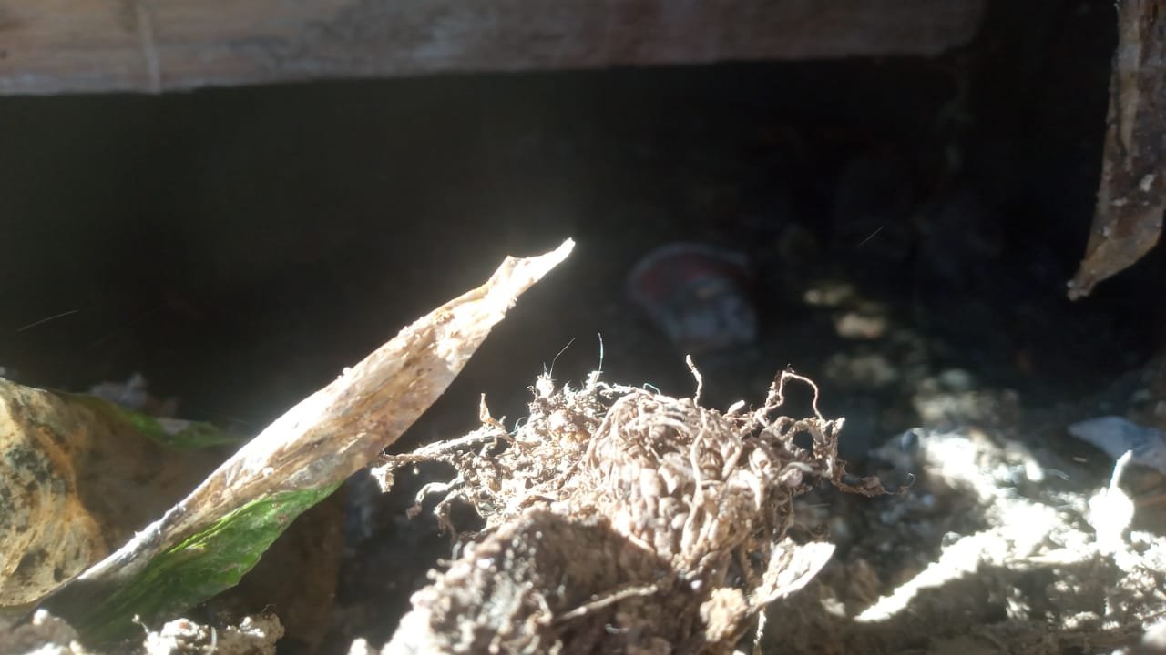 Vecinos del Barrio Abajo en Valle de Ángeles denuncian colapso de aguas negras