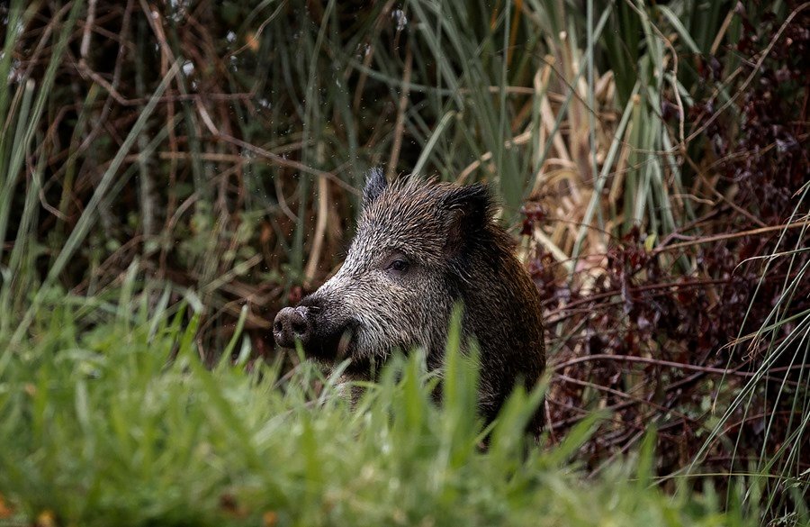 Fallece un cazador al recibir un disparo en un área de caza de Asturias, España