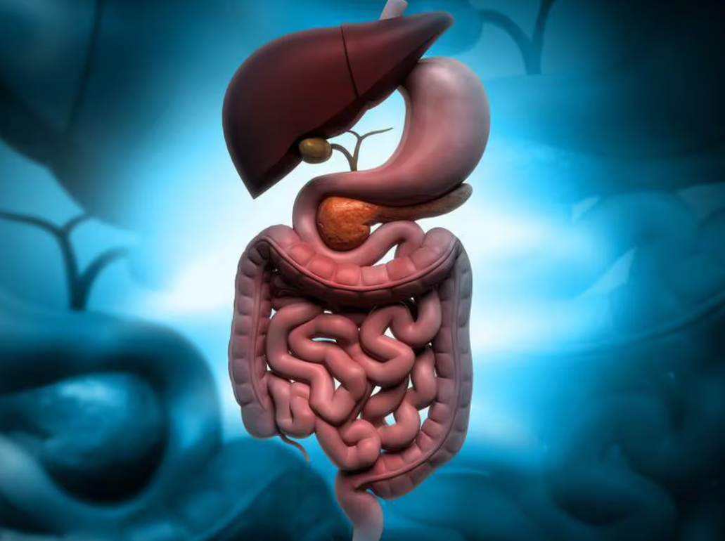 Descubren que el intestino delgado se divide en cinco regiones: qué implica para la salud gastrointestinal