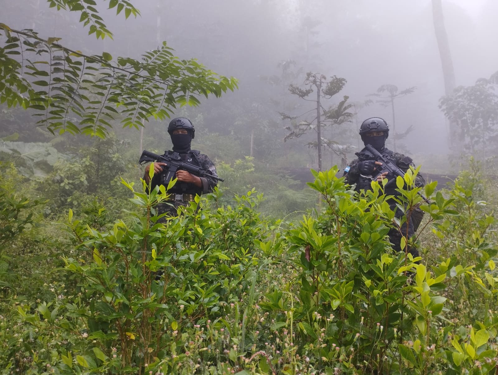 FFAA y DLCN aseguran 52,500 arbustos de hoja de coca en la Masica, Atlántida