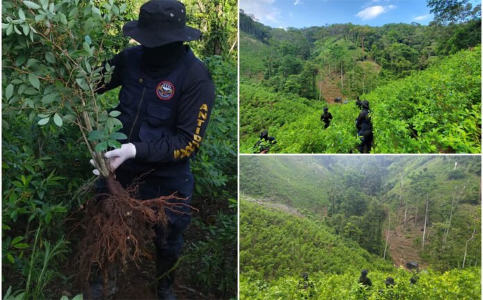 Honduras localiza 100,000 arbustos de hoja de coca y un laboratorio para procesar drogas