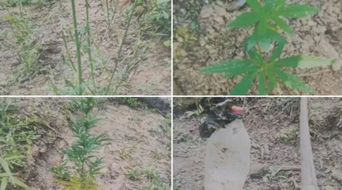 Erradican más de ocho mil plantas de marihuana en reserva biológica El Chile en Cantarranas