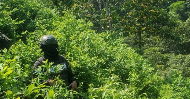 Unos 64 mil arbustos de hoja de coca son incautados por las FFAA en un sector montañoso de Colón