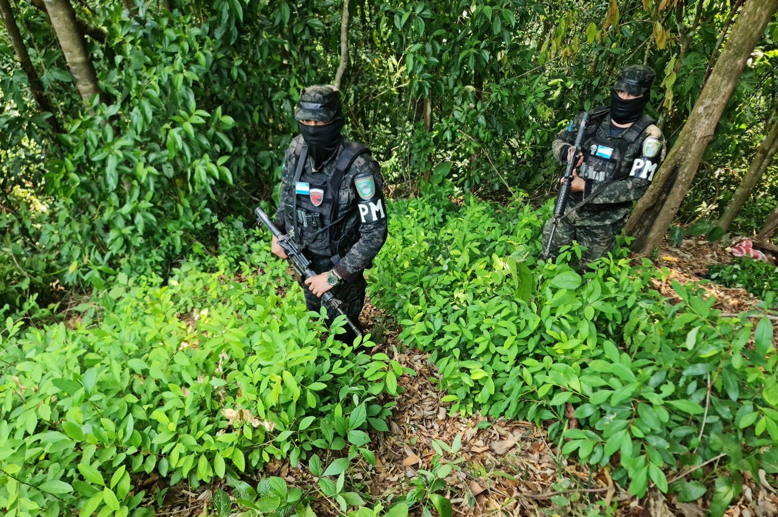 FFAA asegura plantación de hoja de coca, con 56,000 arbustos en Colón