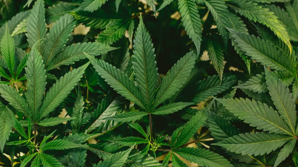 EE.UU. dará un histórico paso al clasificar la marihuana como una droga de bajo riesgo