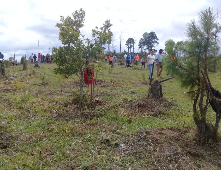 ICF da a conocer estrategia forestal de conservación y protección forestal contra los incendios forestales