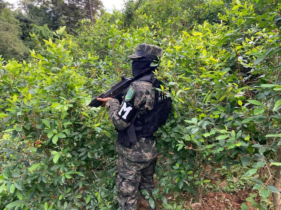 Desmantelan plantación de alrededor de 27,950 de coca en Colón