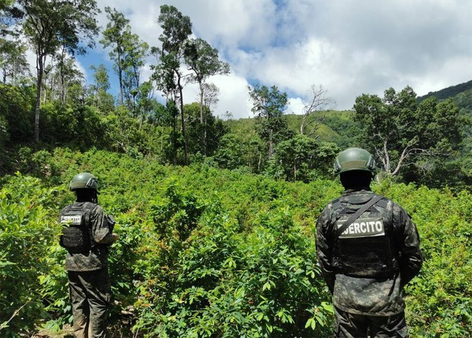 FFAA aseguran plantaciones de coca en Colón y Yoro que suman más de 47 mil arbustos