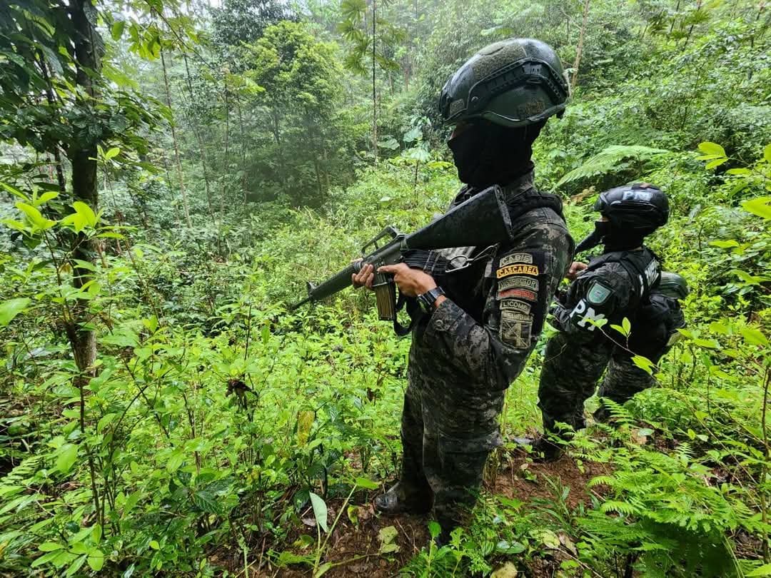 FFAA asegura dos plantaciones con 6,500 arbustos de hoja de coca en Atlántida