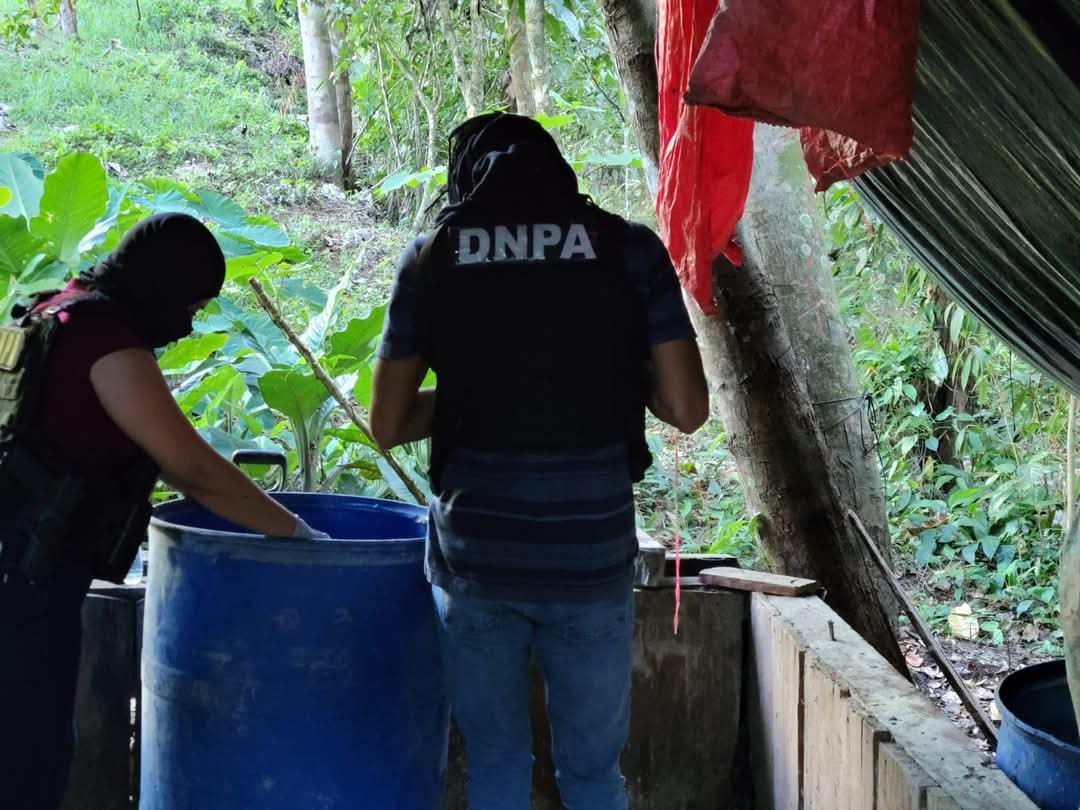 Policía Antidrogas ubica plantación con 48,000 arbustos de supuesta hoja de coca y un laboratorio rústico en Colón