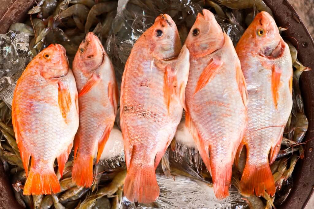 ¡Atención! Precio de la tilapia roja se dispara en varios mercados capitalinos previo a la Semana Santa