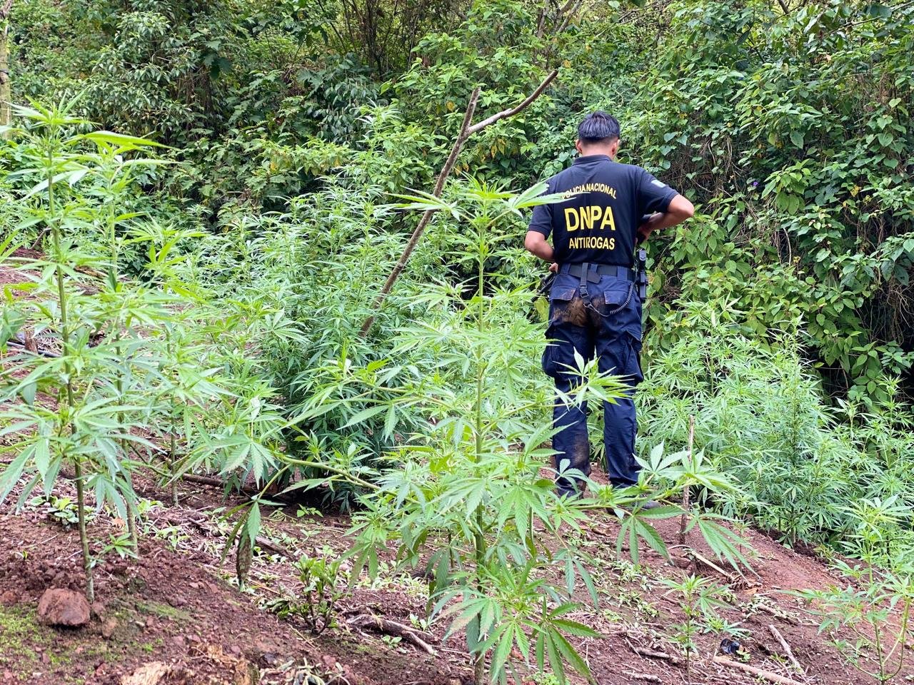 Aseguran plantación de marihuana en la Villa de San Antonio, Comayagua