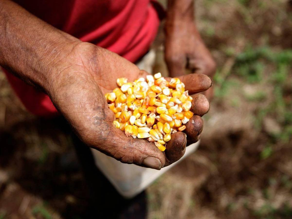 Falta de mercado para el maíz e incendios forestales impactan en el agro nacional