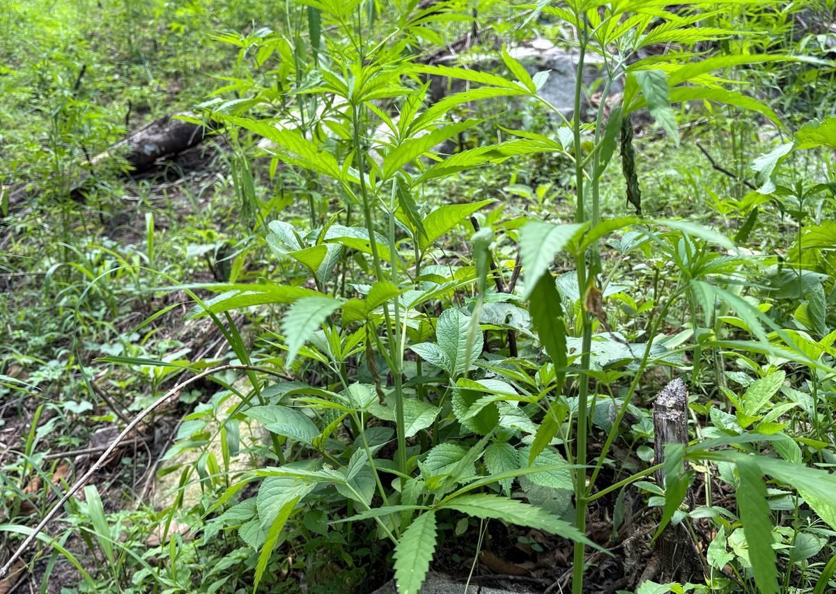 Aseguran 12 mil plantas de marihuana en sector montañoso Colón