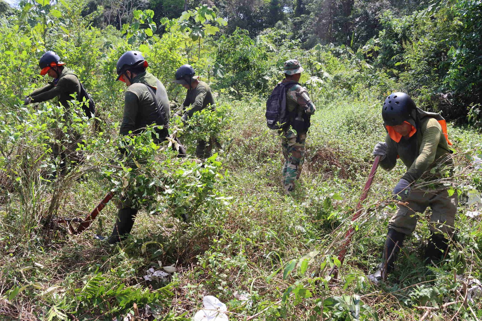 Honduras registra récord de municipios con cultivos de coca