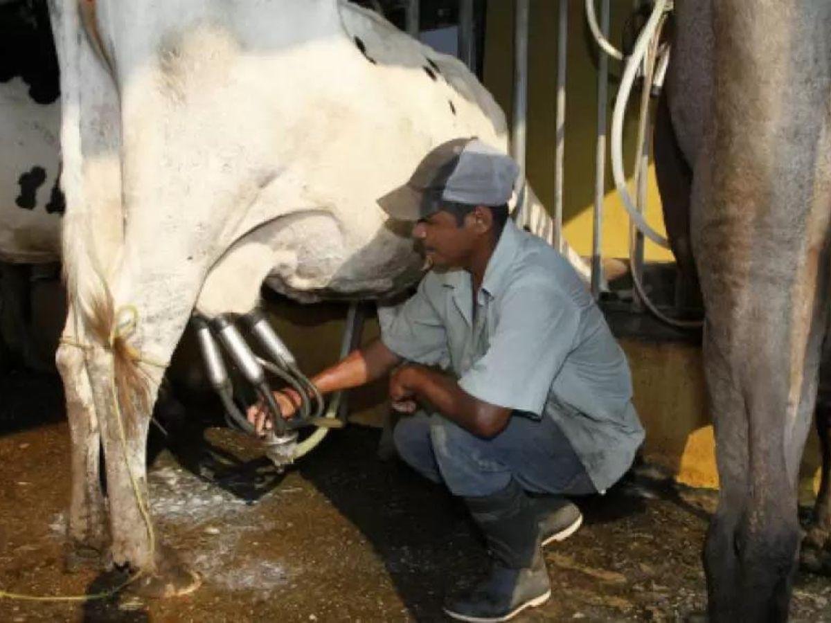 Productores de leche anuncian protestas tras emplazar al gobierno