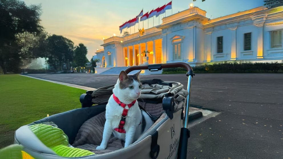 De las calles al trono: Bobby Kertanegara, el gato presidencial de Indonesia