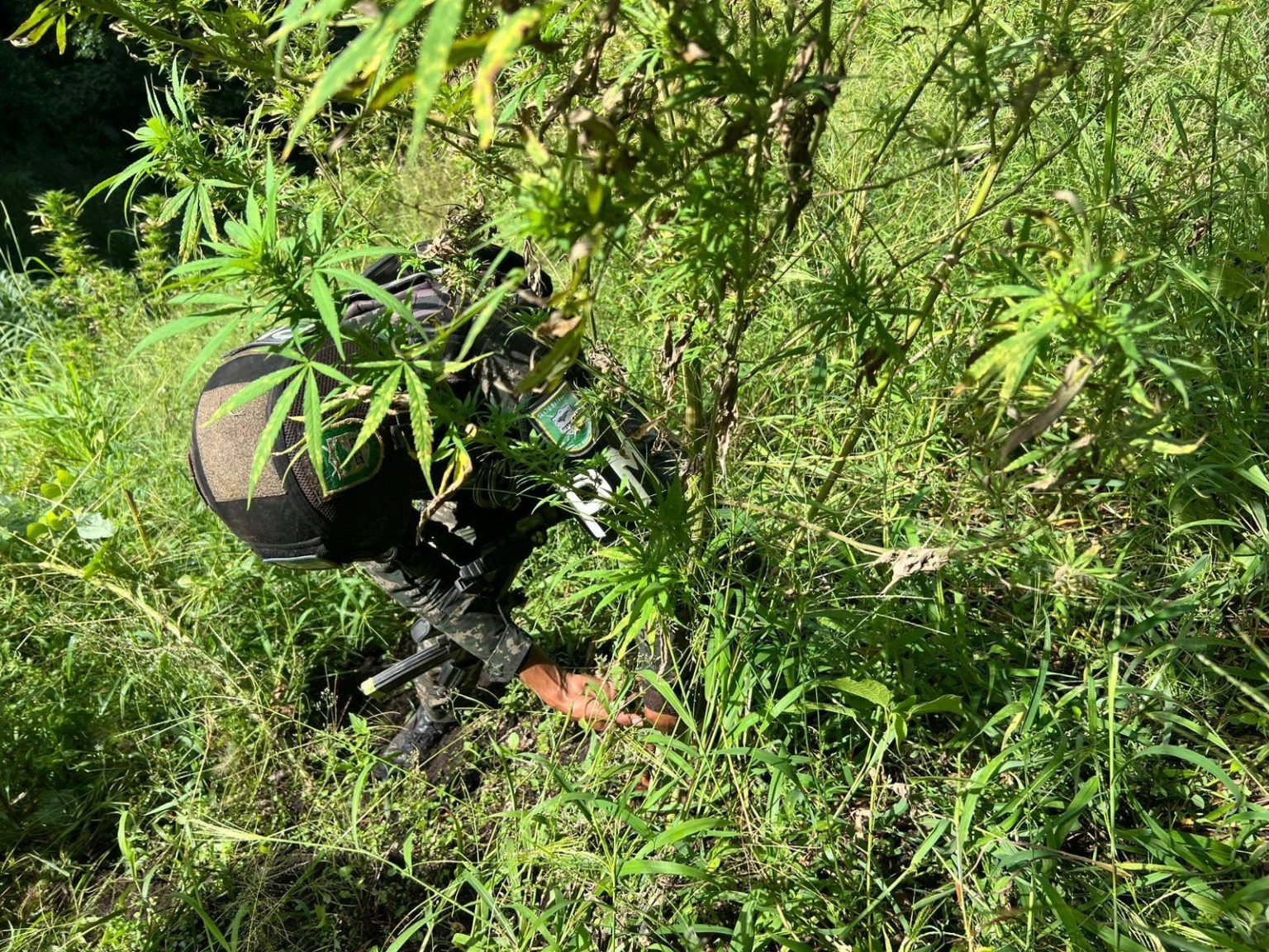 Fuerzas Armadas localizan más de 12 mil plantas de marihuana en montaña de Tocoa