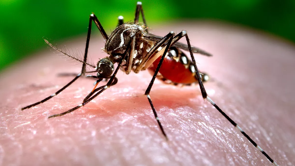 Casos de dengue repuntan en Honduras y Salud intensifica alerta preventiva