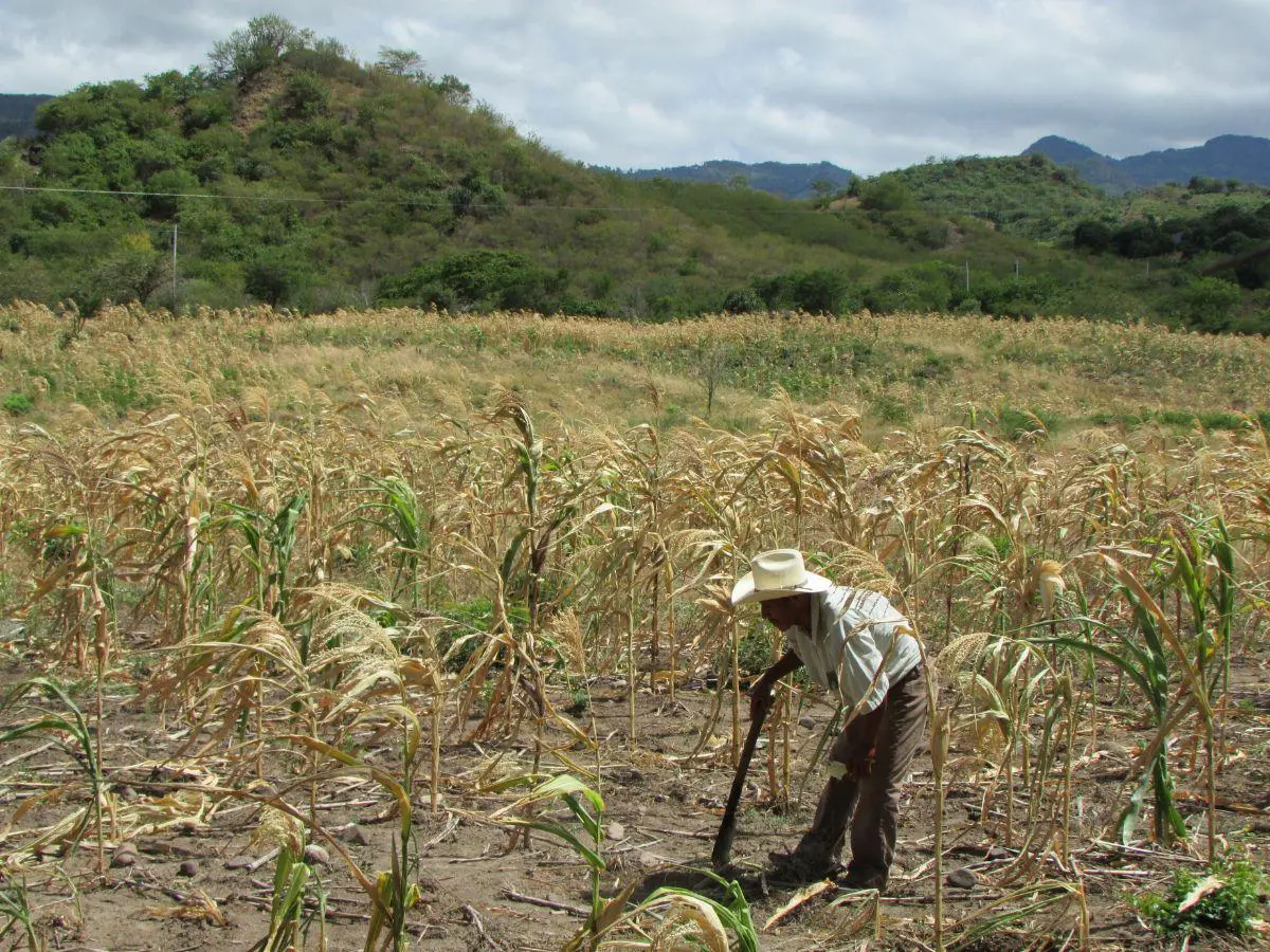 OBSAN-UNAH advierte que inseguridad alimentaria en Honduras podría afectar a 2.2 millones de personas en 2026