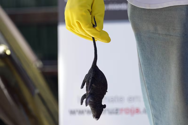 Chile reporta 39 casos de hantavirus y aumento de letalidad en 2026