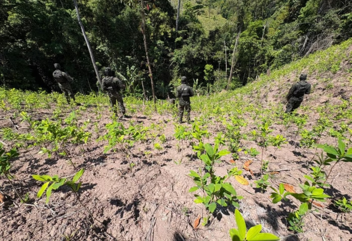 FFAA aseguran más de 24 mil arbustos de coca en operativo en Colón