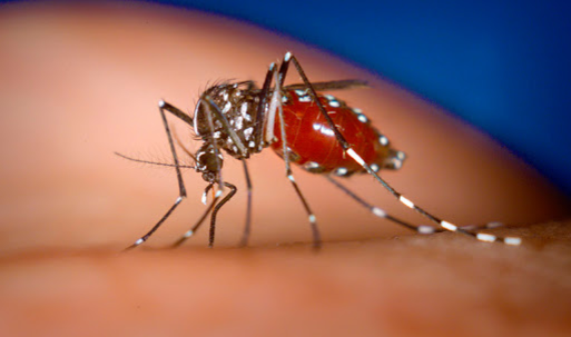 Suben los casos de dengue en el país, pero se mantiene cero muertes