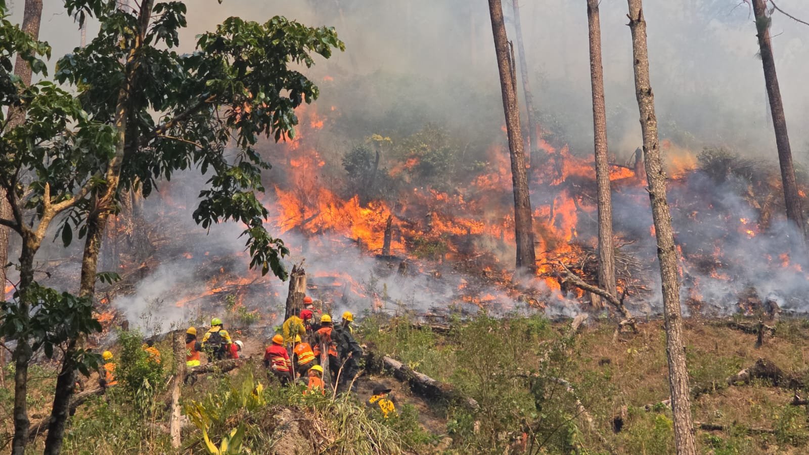 Durante el fin de semana, FFAA  participó en el combate de 15 incendios forestales en diferentes sectores del país