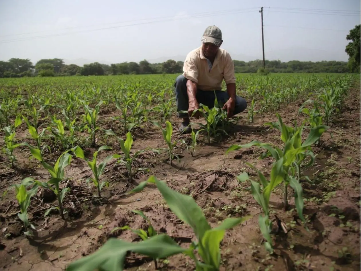 Alertan que fenómeno de El Niño podría adelantarse y reducir lluvias hasta en un 50 %