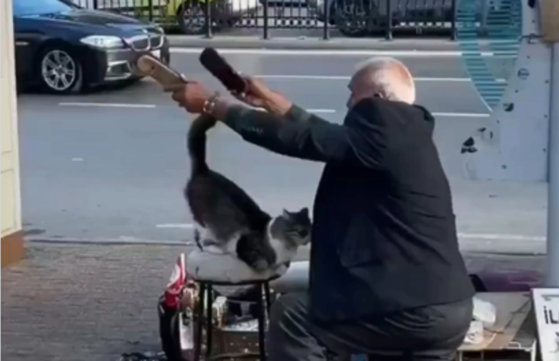 Gato se vuelve cliente fiel de limpiabotas y enternece con su rutina diaria