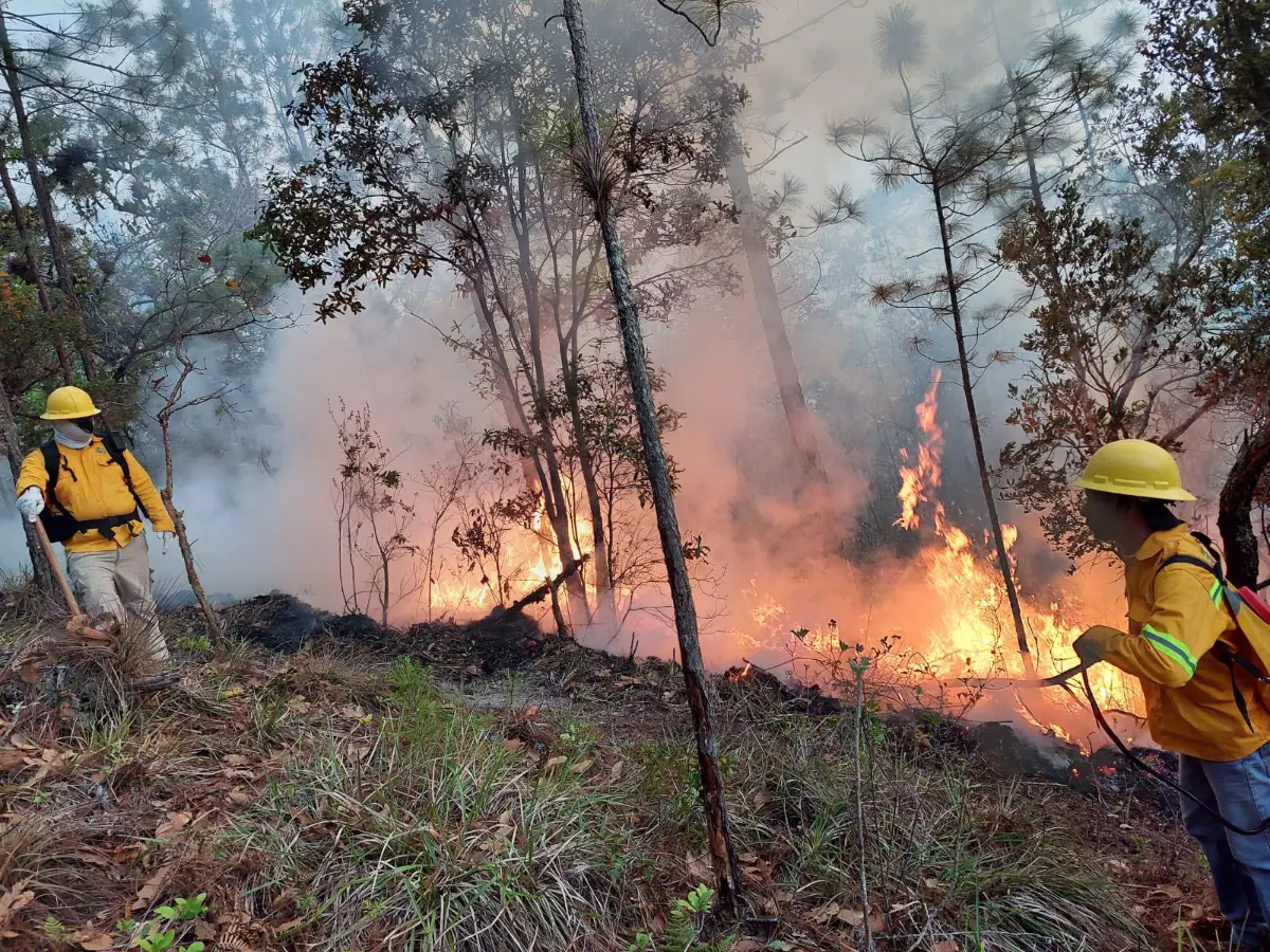 Incendio forestal avanza sin control y pone en riesgo la reserva natural de Celaque tras arrasar con 27 mil hectáreas de bosque
