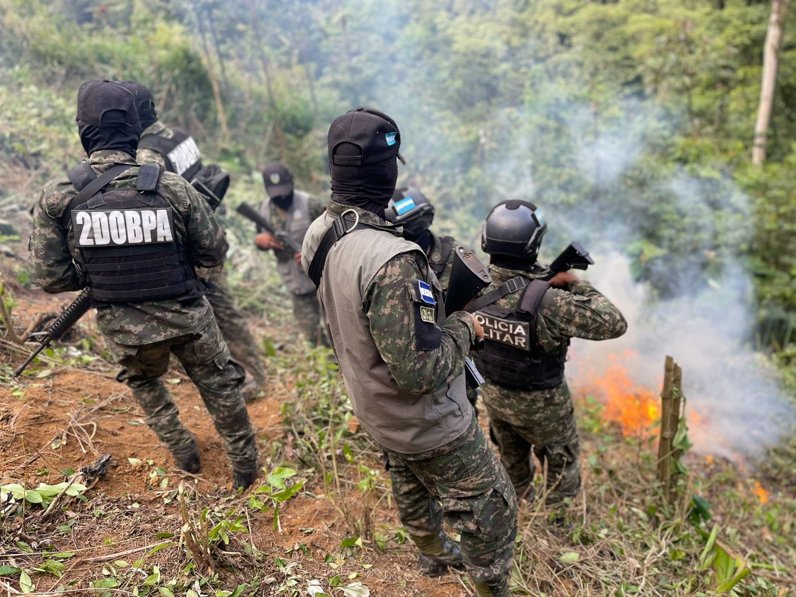 Erradican más de 20 mil arbustos de coca en zonas montañosas de Olanchito