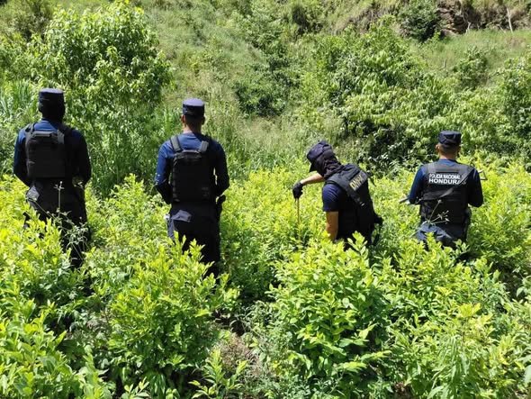 Bajo Aguán, Yoro y Olancho: el foco de la nueva ofensiva estatal contra estructuras criminales