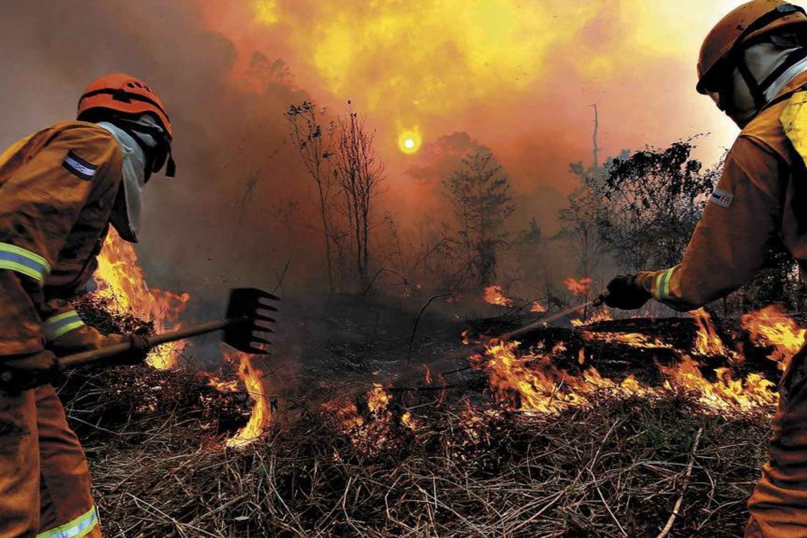 ¡Alarmante! Más de 65 mil hectáreas consumidas por incendios forestales dejan grave impacto ambiental en Honduras