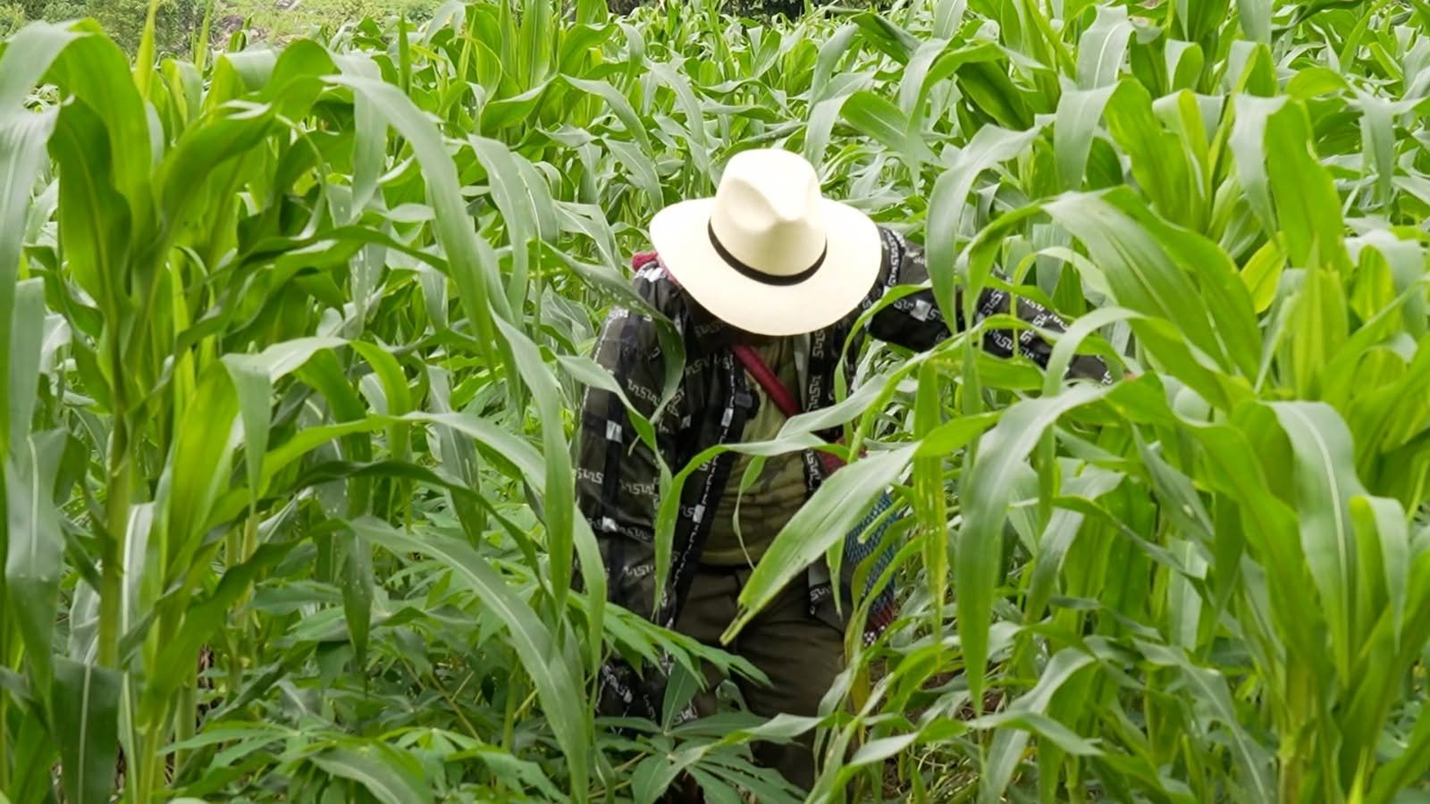 Sector campesino recomienda retrasar siembra por extensión de canícula en Honduras