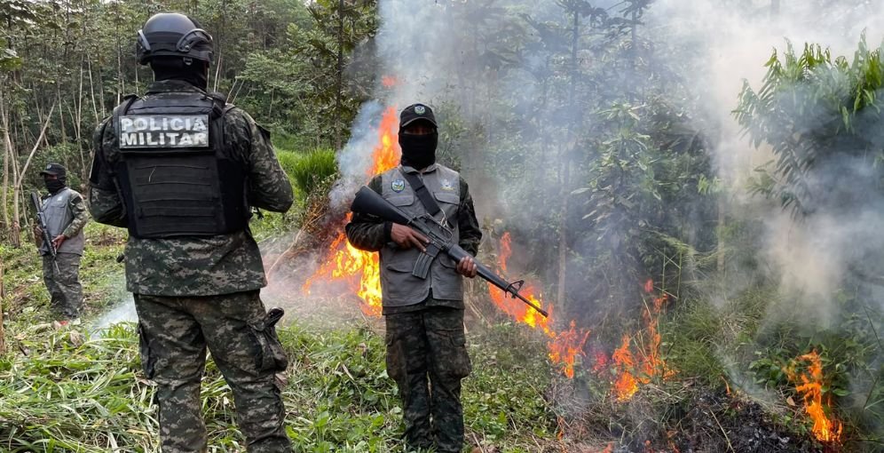 Fuerzas Armadas y DLCN destruyen más de 20 mil arbustos de coca en Olanchito