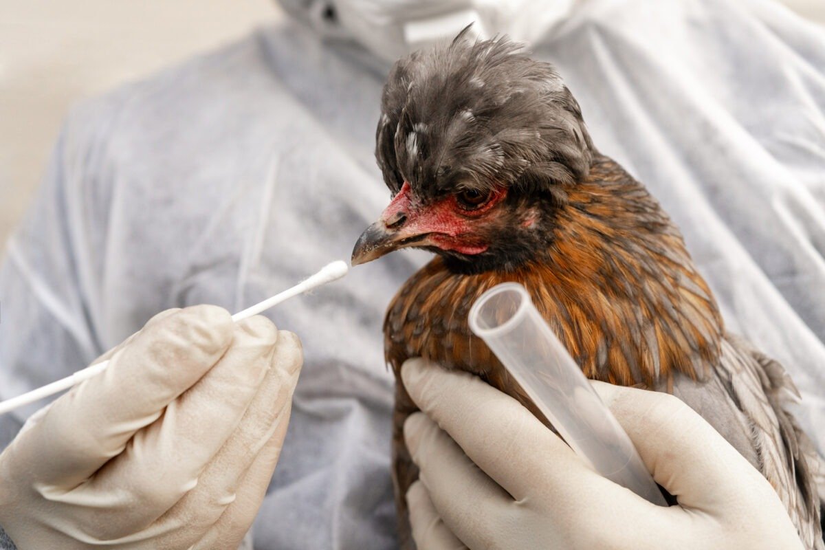 Gobierno destina L20 millones para reforzar acciones contra la influenza aviar y proteger la producción nacional