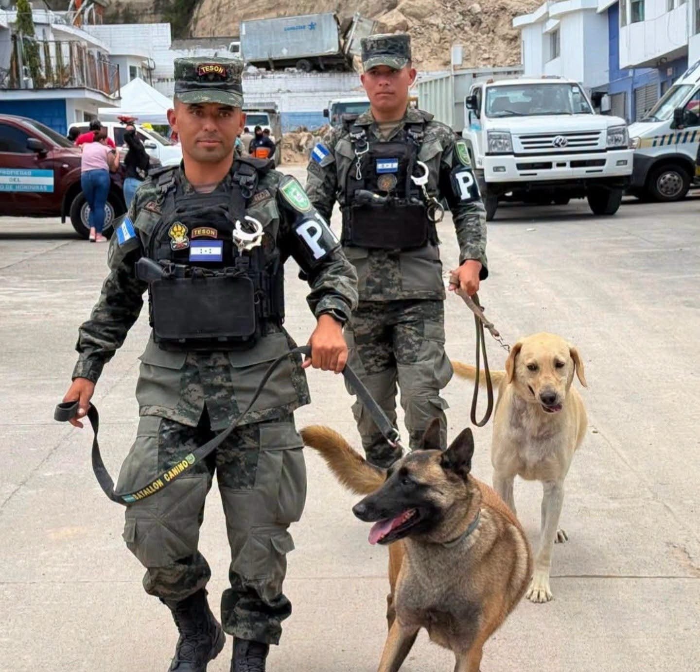 Togo y Mago, los caninos que guiaron a los equipos de emergencia entre los escombros