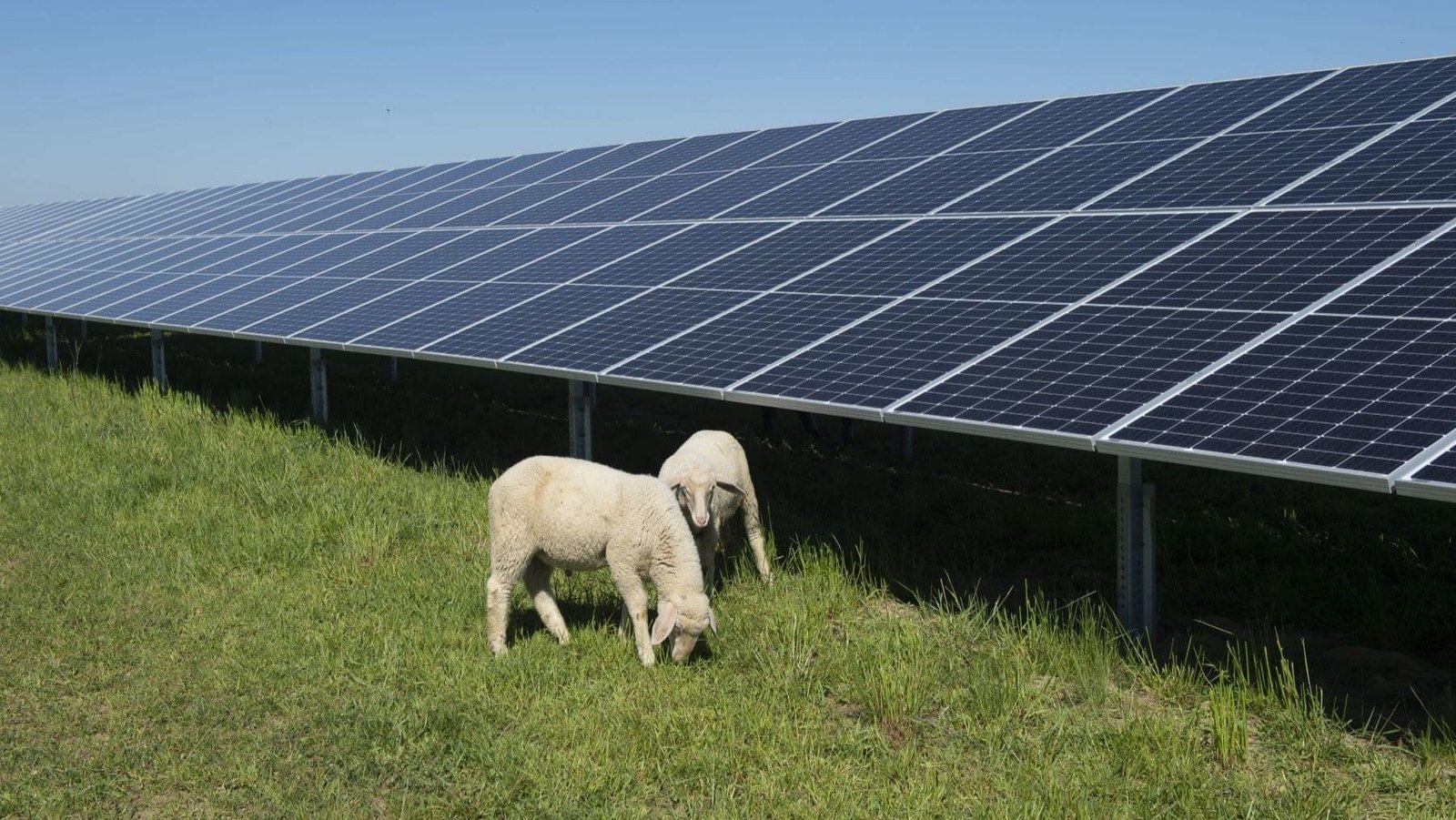 Estudio revela que paneles solares benefician a aves e insectos en zonas rurales