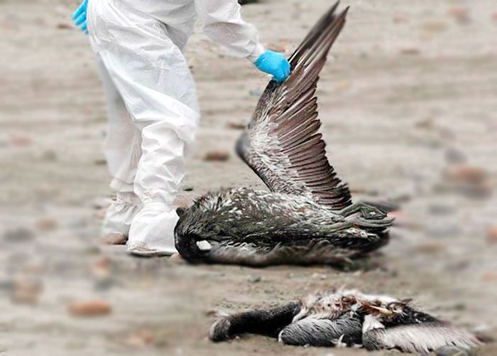 Influenza aviar provoca la muerte de más de 300 aves silvestres en occidente de Honduras