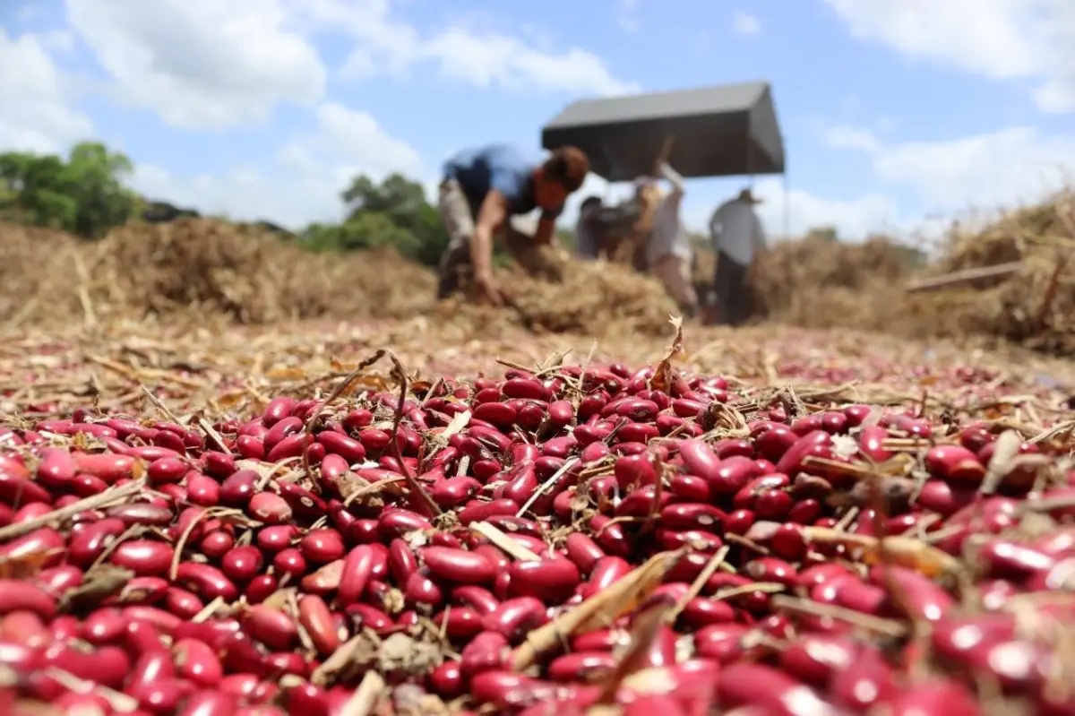 ¿Cuánta lluvia necesitan el maíz, los frijoles y el arroz para una buena cosecha en Honduras?