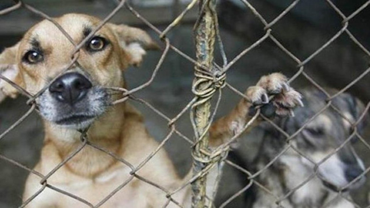AMDC recibe hasta dos denuncias diarias por maltrato animal en Tegucigalpa