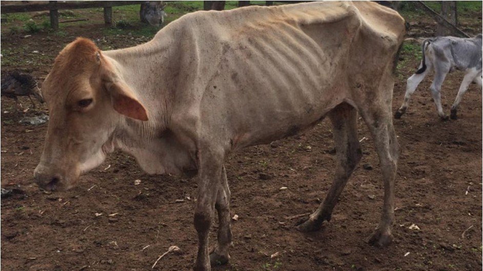 Sequía golpea al corredor seco: productores reportan muerte de ganado y pérdidas millonarias