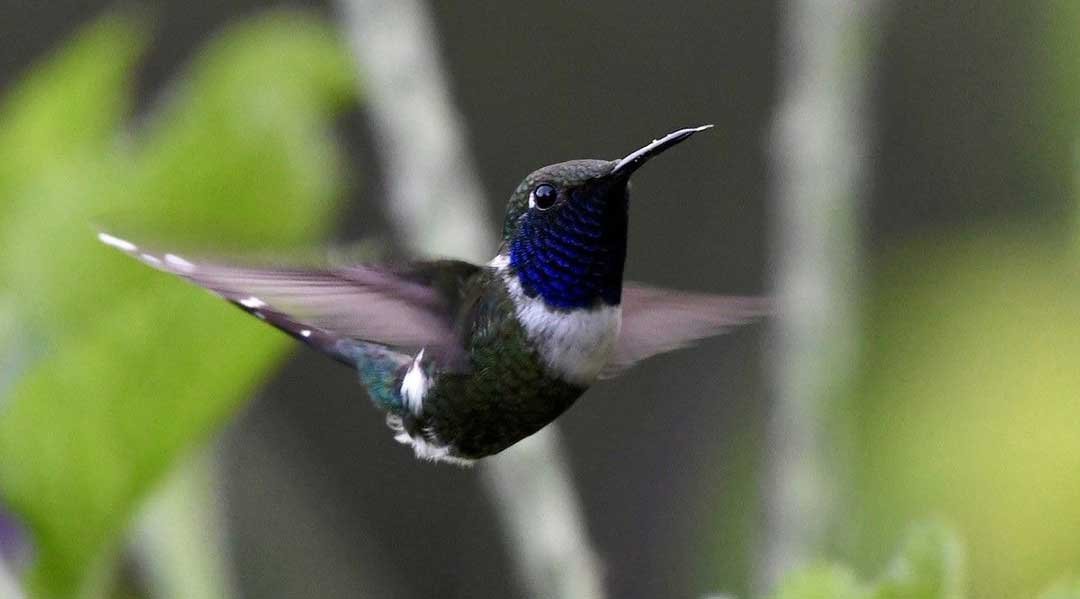 Aviturismo gana fuerza en Gracias, Lempira y posiciona a la zona occidental como destino ecológico en Honduras