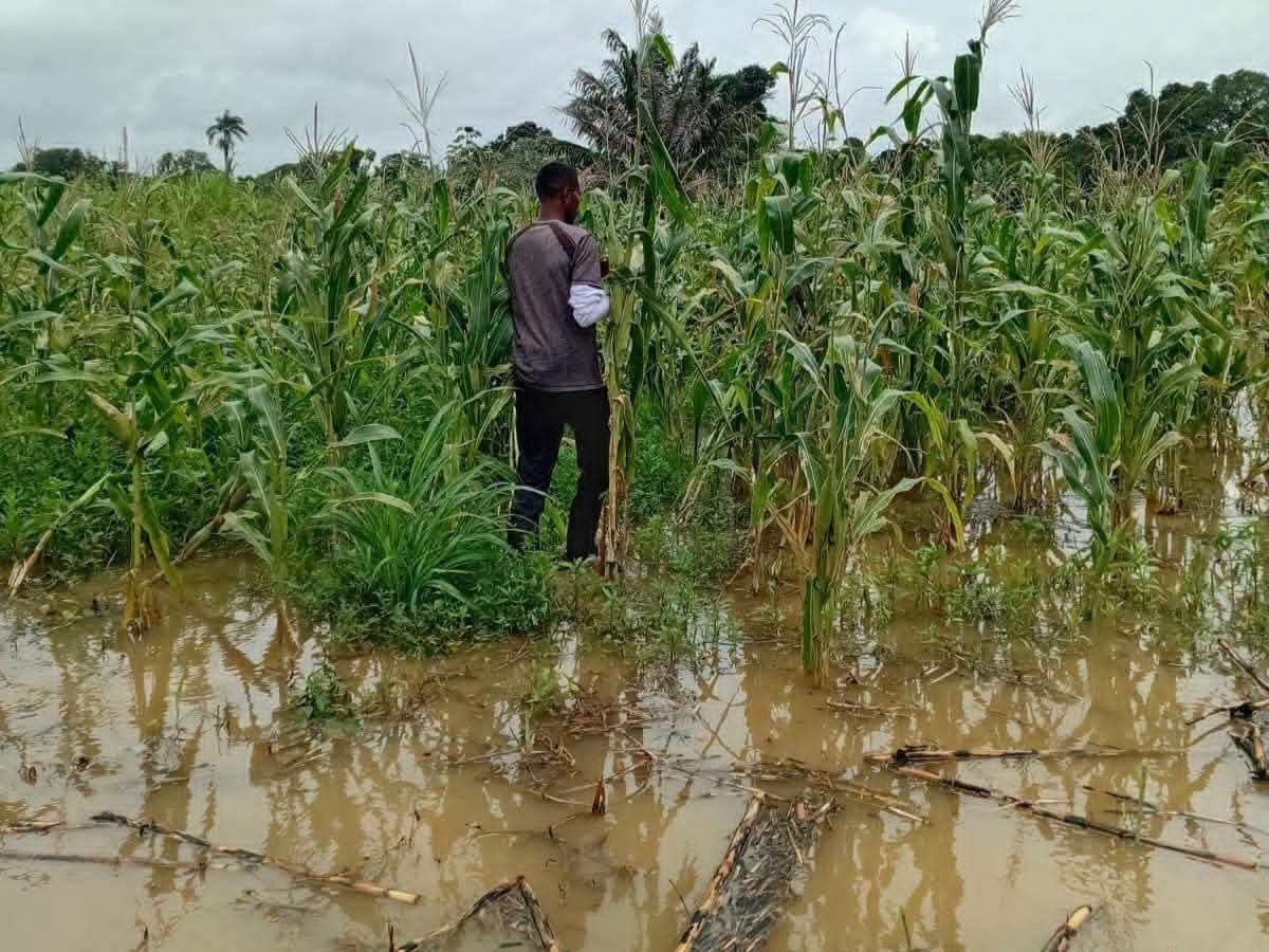Emergencia en La Mosquitia: más de 6,000 familias afectadas por desbordamiento del río Kruta