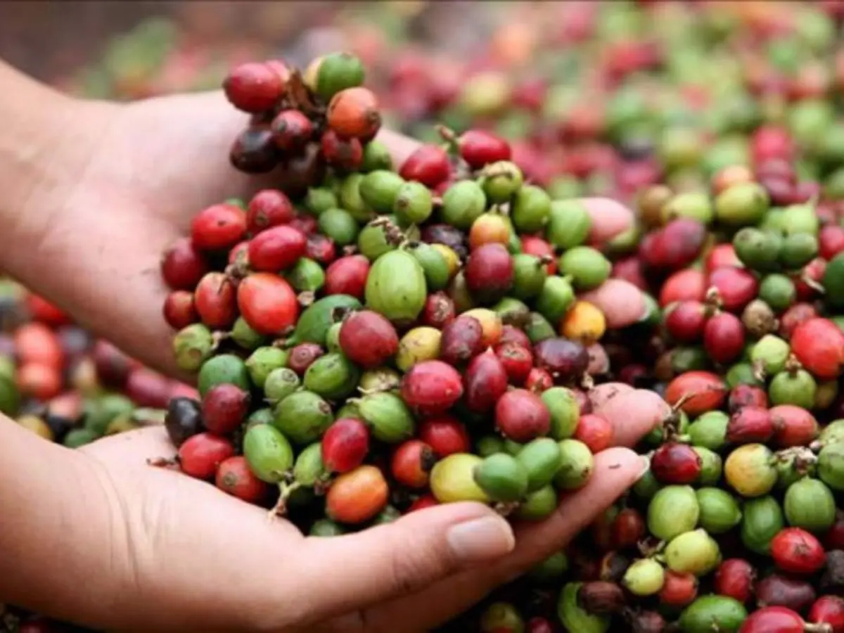 Café hondureño rompe récord histórico y supera los $2,158 millones en exportaciones